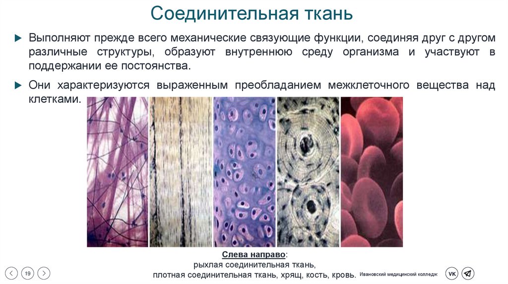 Соединительная ткань