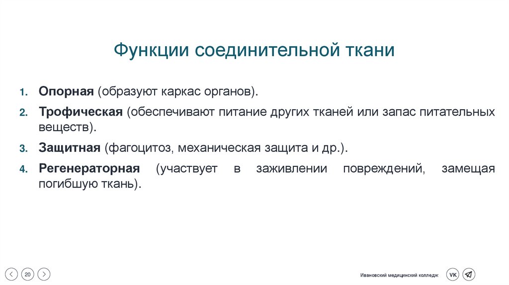 Функции соединительной ткани