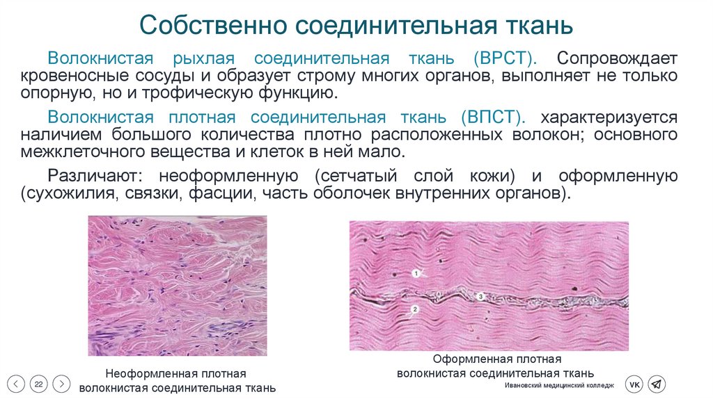 Собственно соединительная ткань