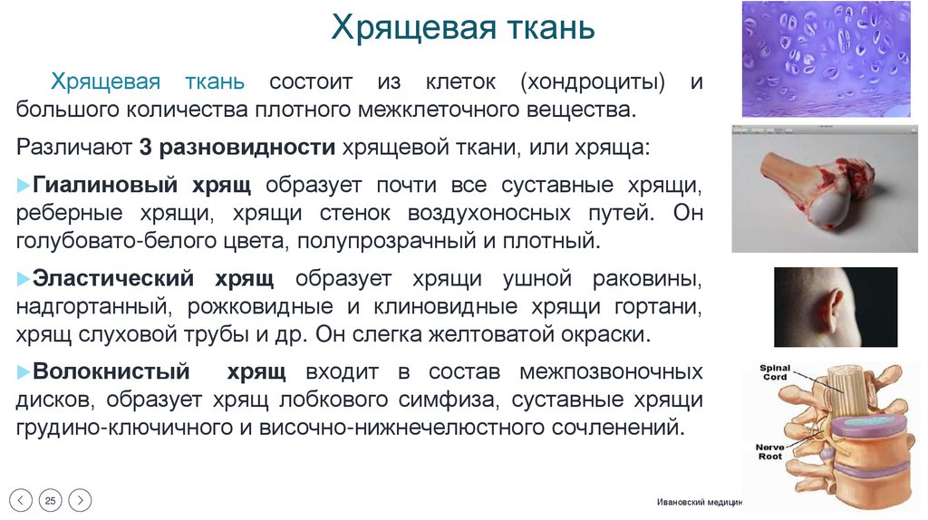 Хрящевая ткань