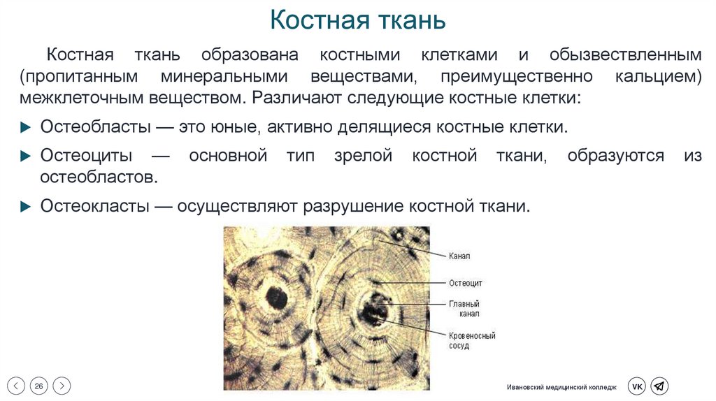 Костная ткань