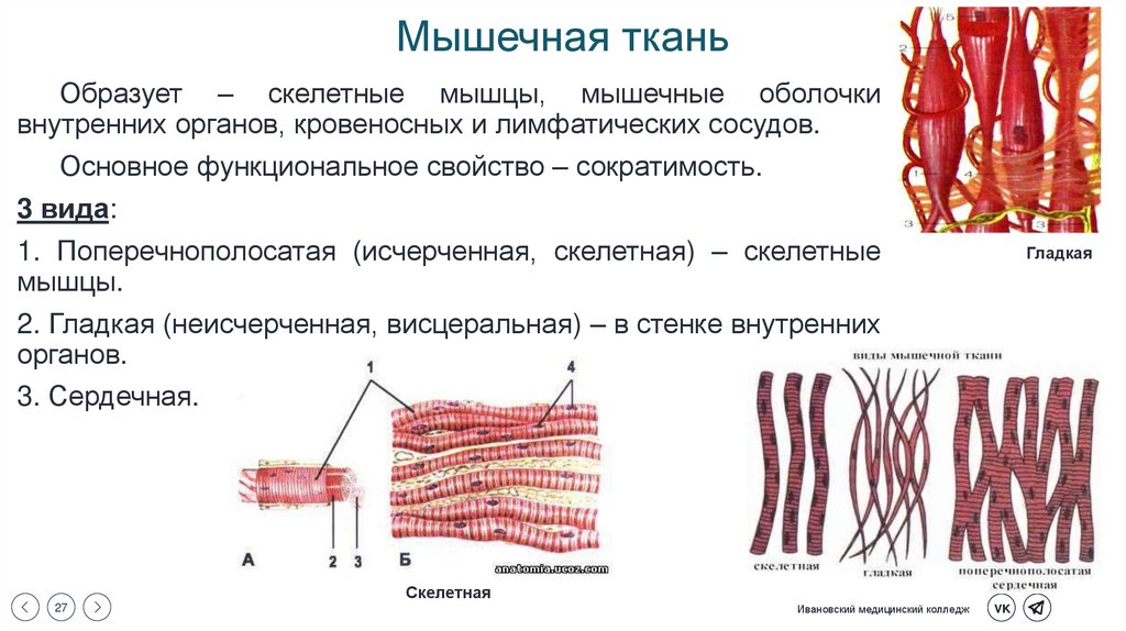 Мышечная ткань