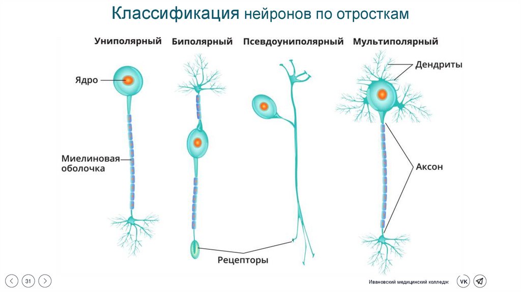 Классификация нейронов по отросткам