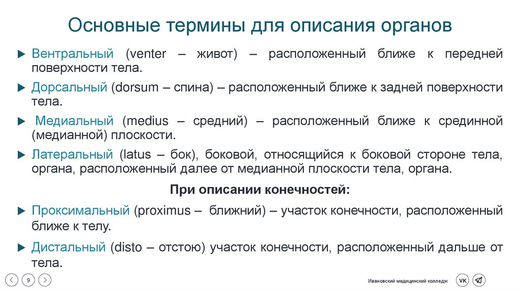 Основные термины для описания органов