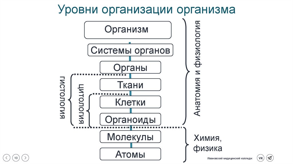 Уровни организации организма
