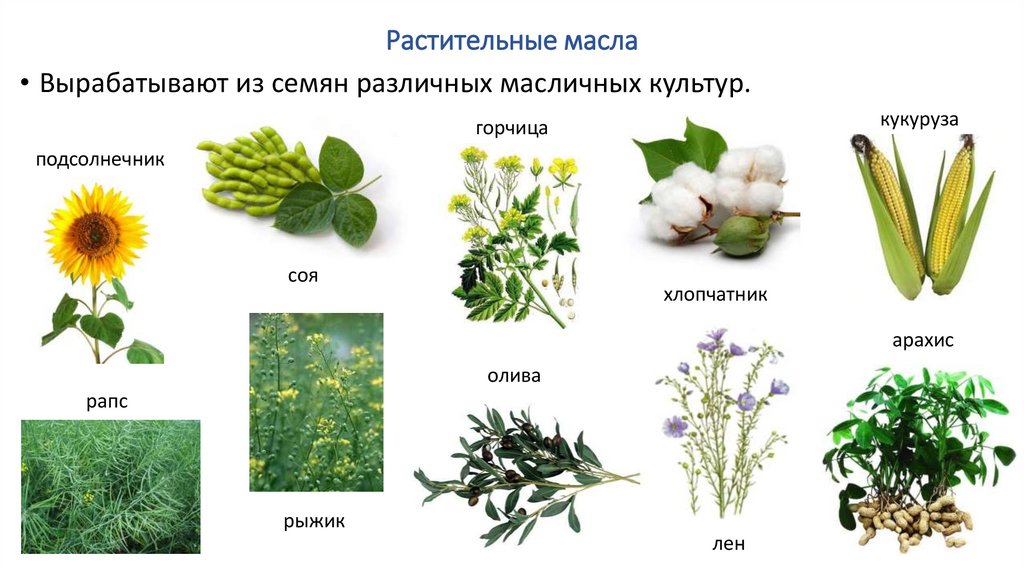 Растительные масла