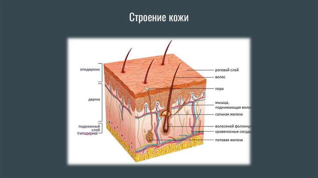 Строение кожи