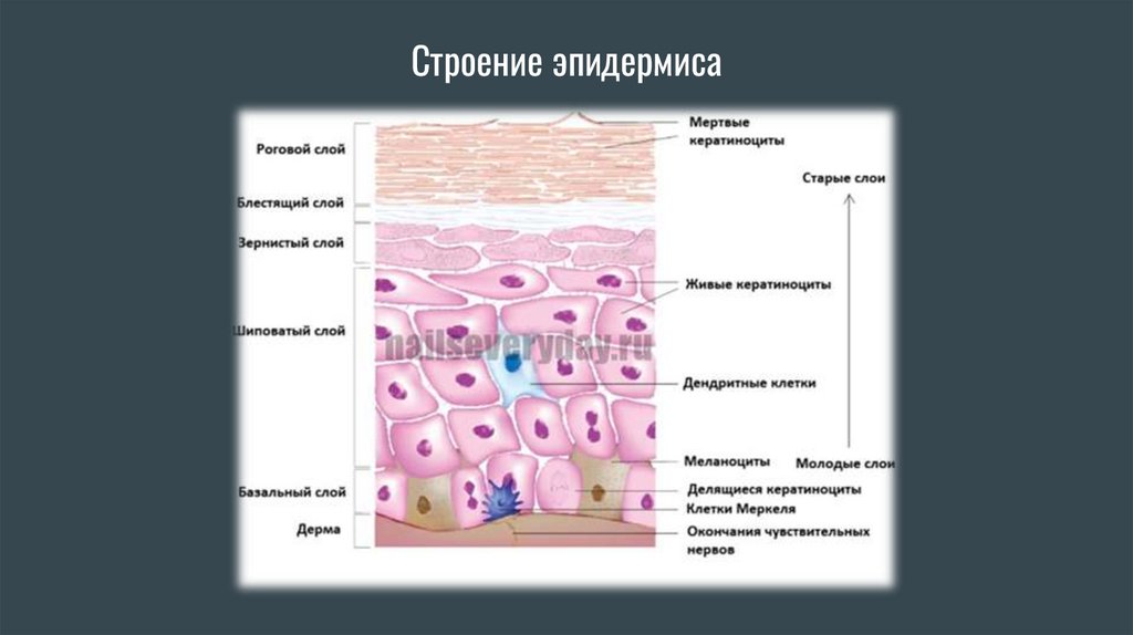 Строение эпидермиса