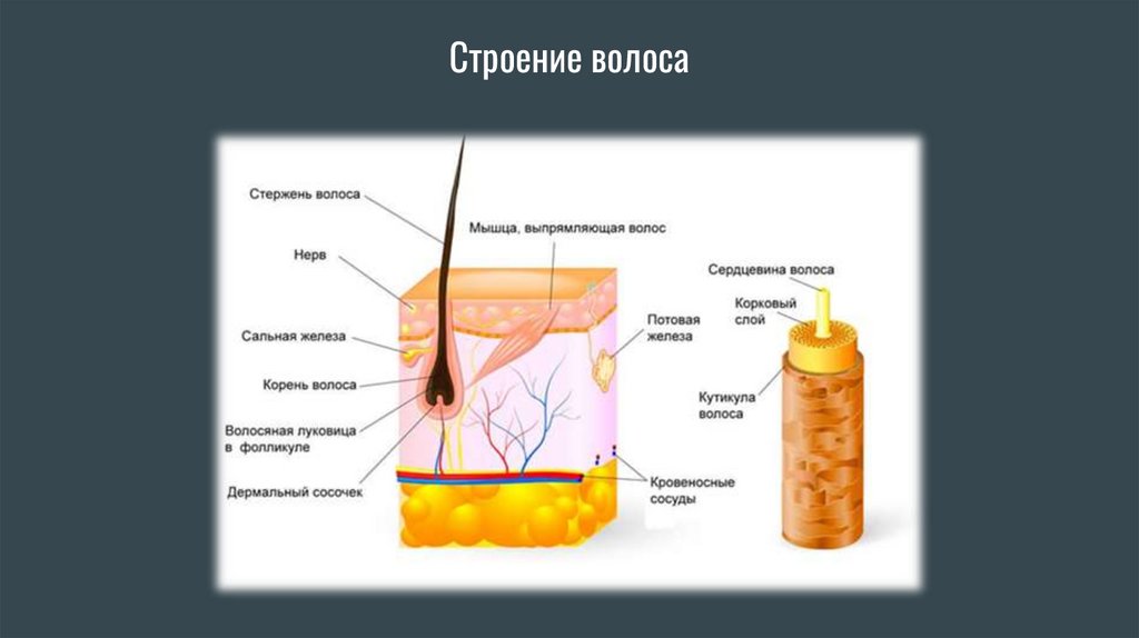 Строение волоса