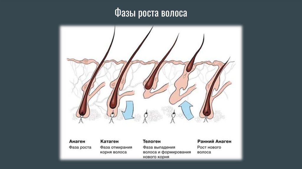 Фазы роста волоса