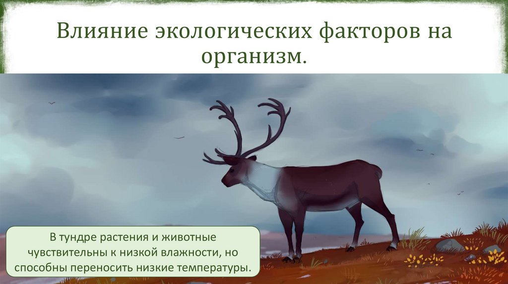 Влияние экологических факторов на организм.