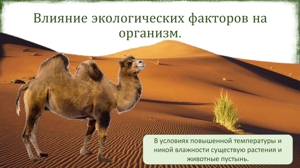 Влияние экологических факторов на организм.