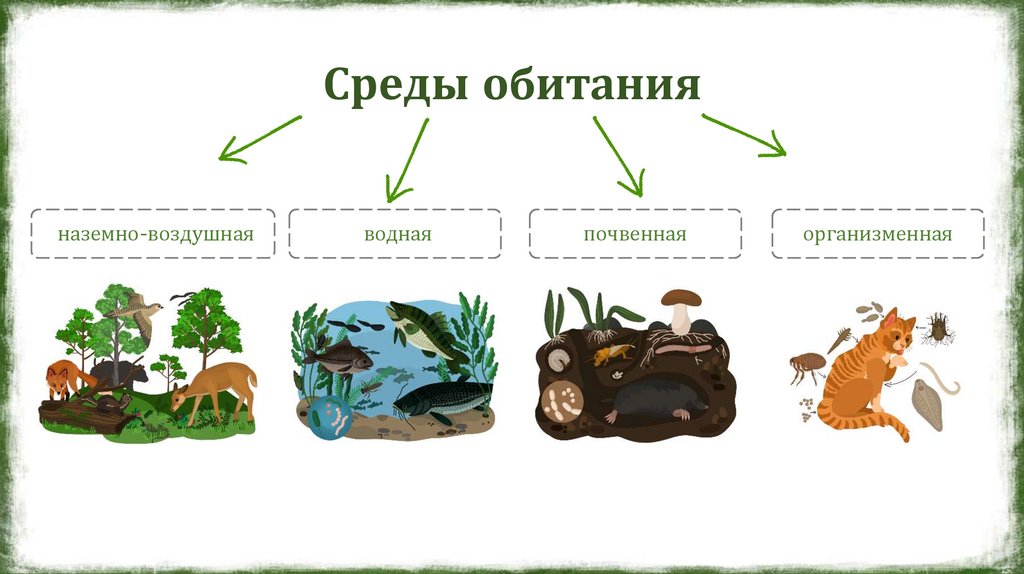 Среды обитания