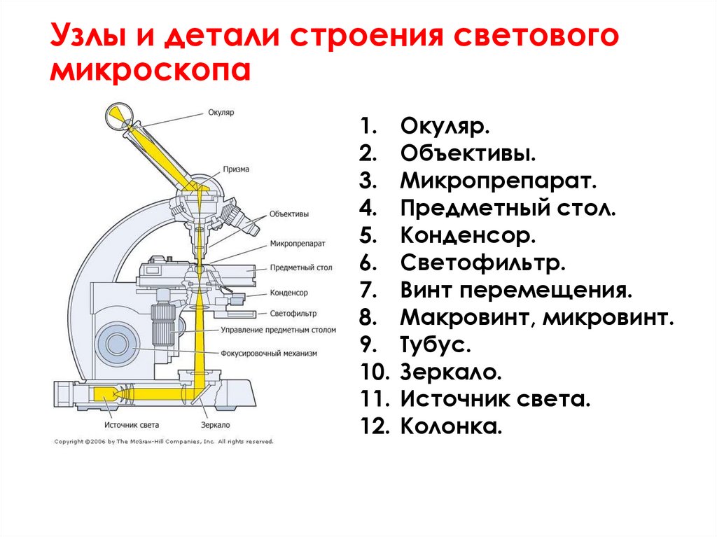 Узлы и детали строения светового микроскопа