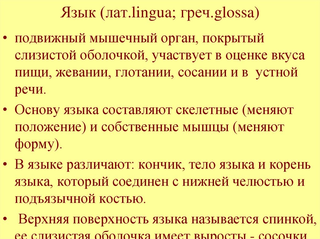 Язык (лат.lingua; греч.glossa)