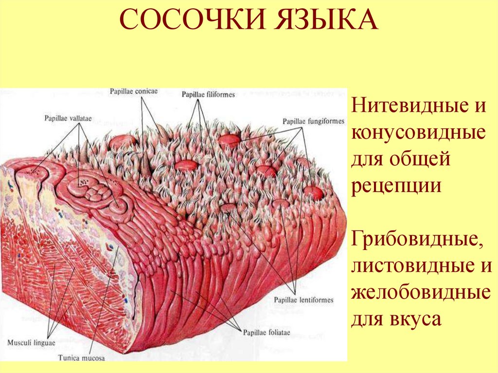 СОСОЧКИ ЯЗЫКА