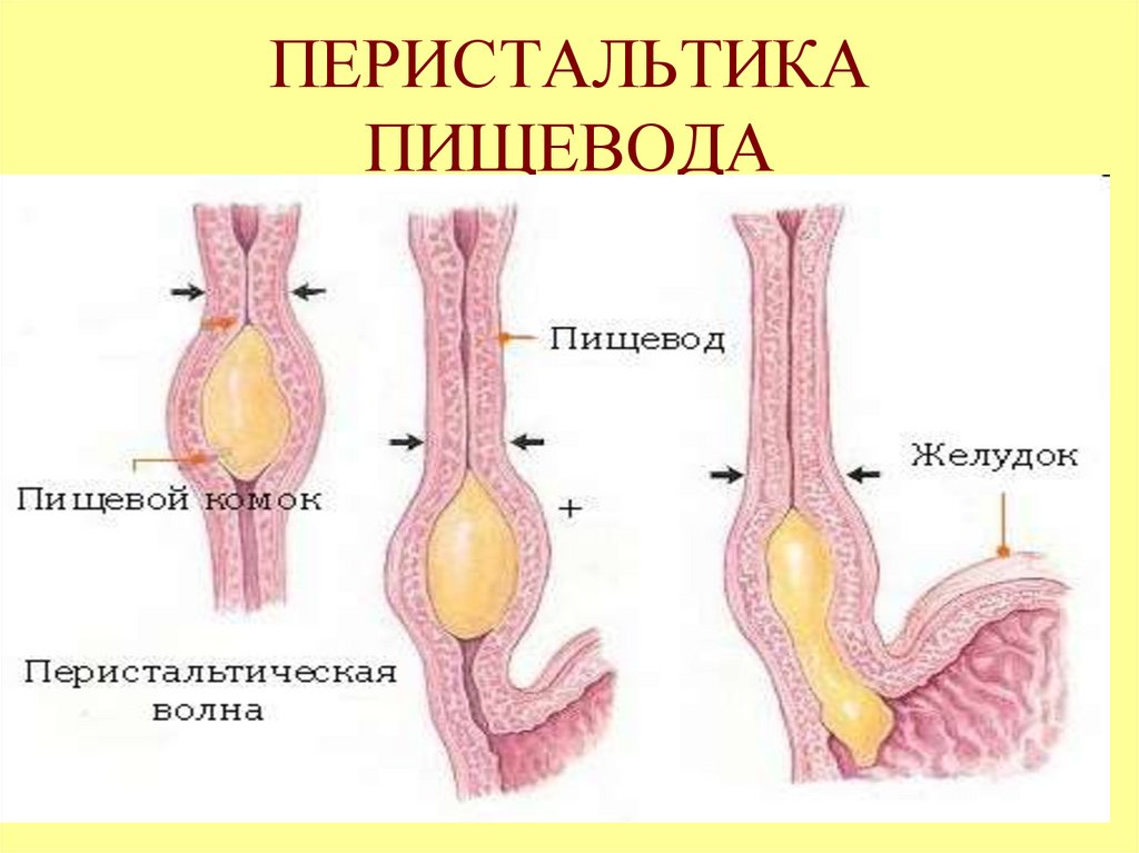 ПЕРИСТАЛЬТИКА ПИЩЕВОДА