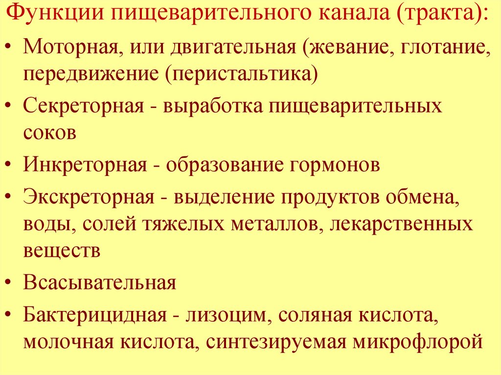 Функции пищеварительного канала (тракта):