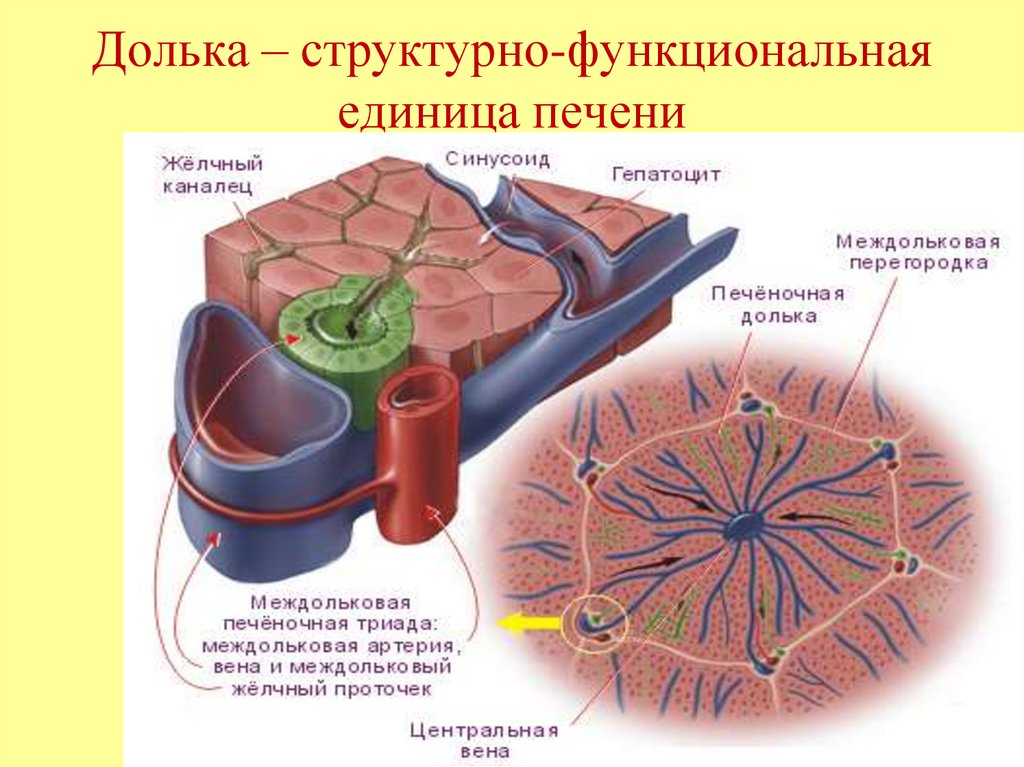 Долька – структурно-функциональная единица печени