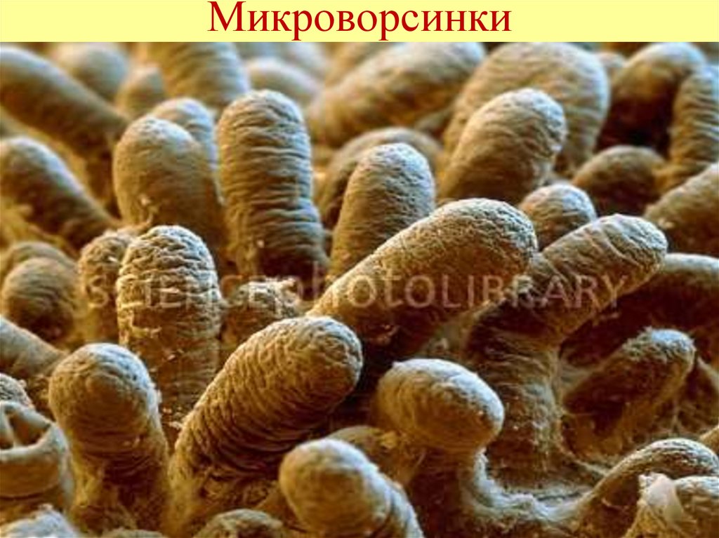 Микроворсинки