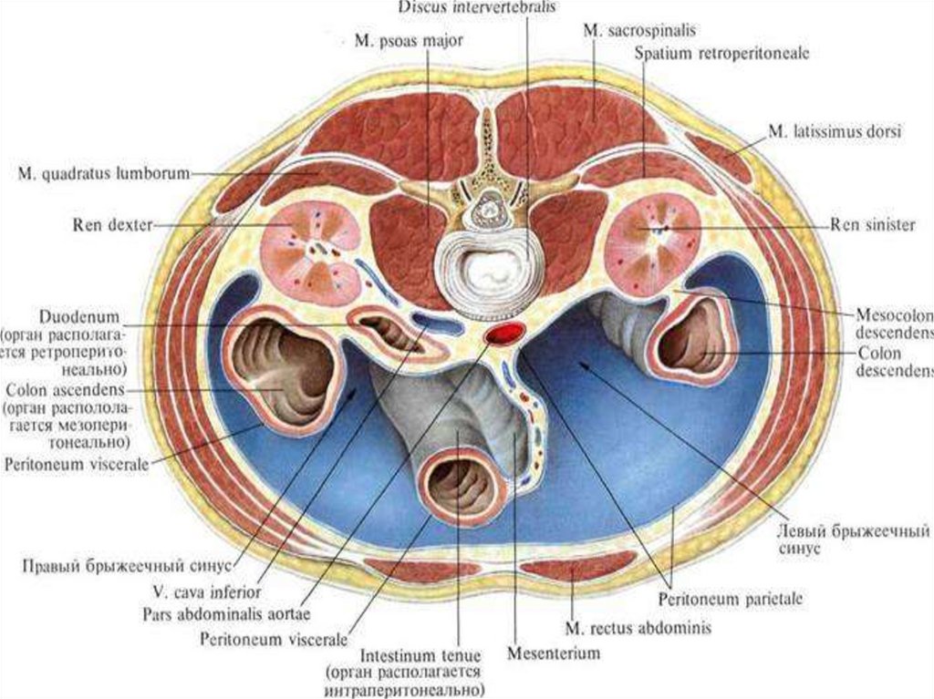 ПОПЕРЕЧНЫЙ РАЗРЕЗ