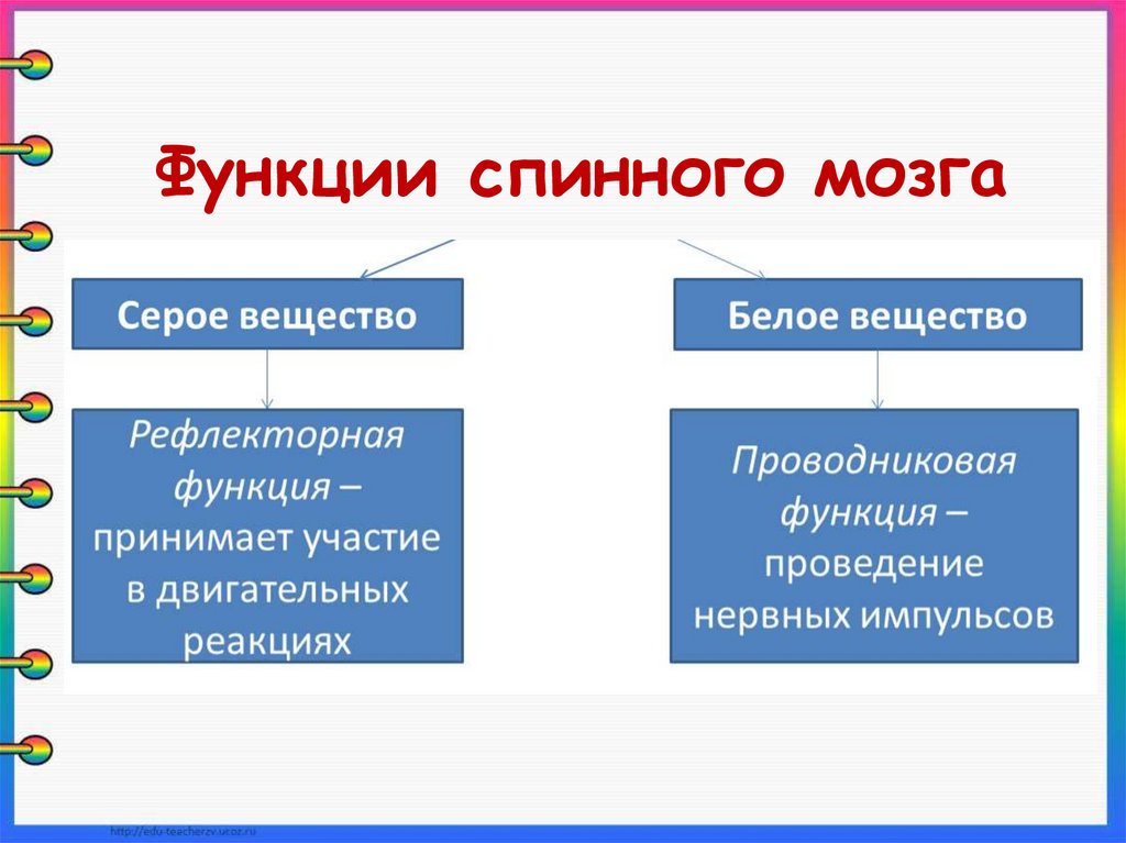 Функции спинного мозга