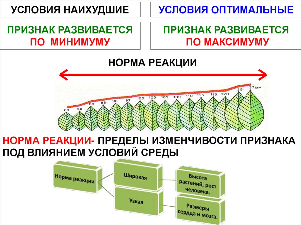 II.Пределы модификационной изменчивости – норма реакции