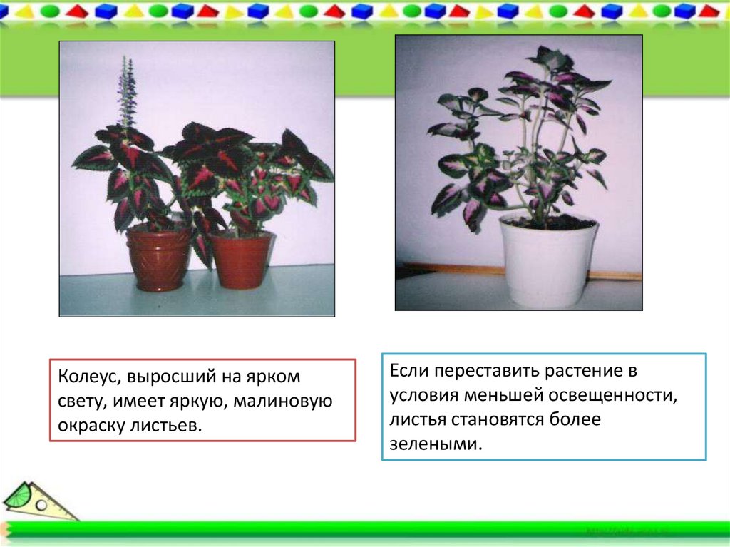 Примеры модификационной изменчивости у человека