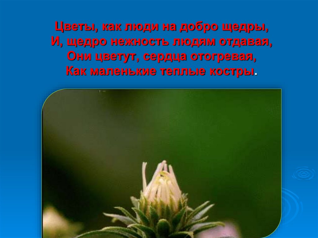 Цветы, как люди на добро щедры, И, щедро нежность людям отдавая, Они цветут, сердца отогревая, Как маленькие теплые костры.