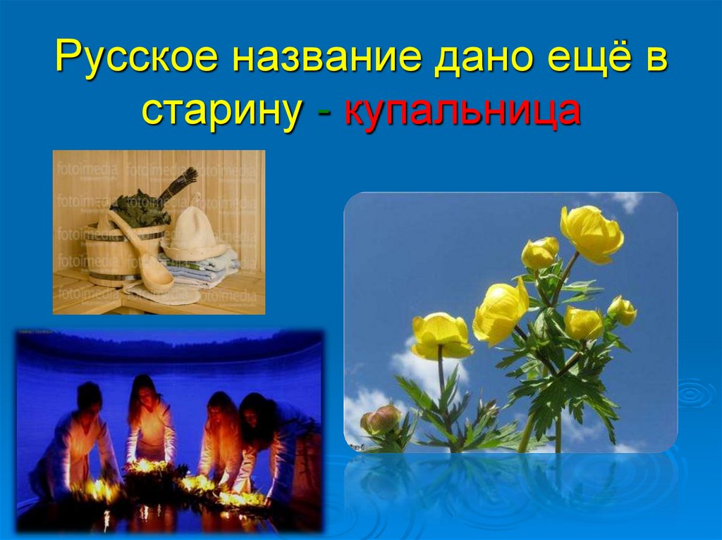 Русское название дано ещё в старину - купальница