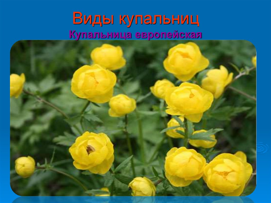 Виды купальниц Купальница европейская