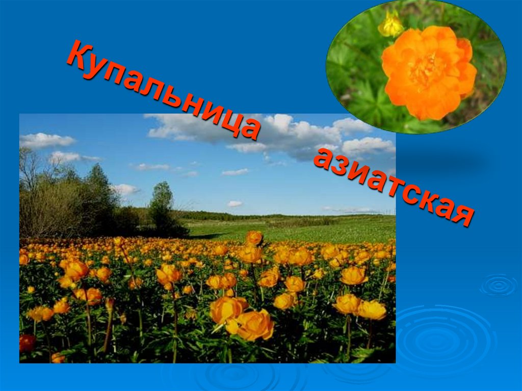 Купальница азиатская