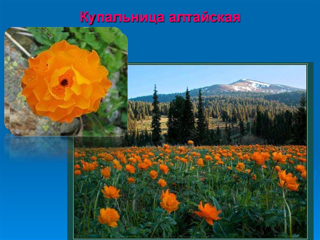 Купальница алтайская