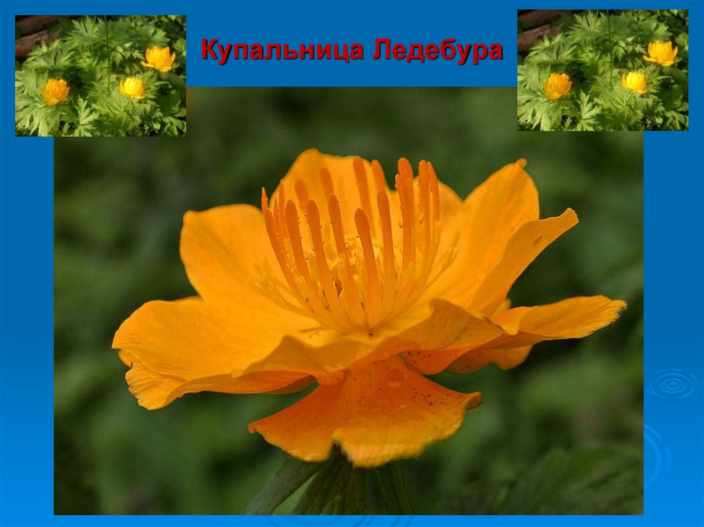 Купальница Ледебура