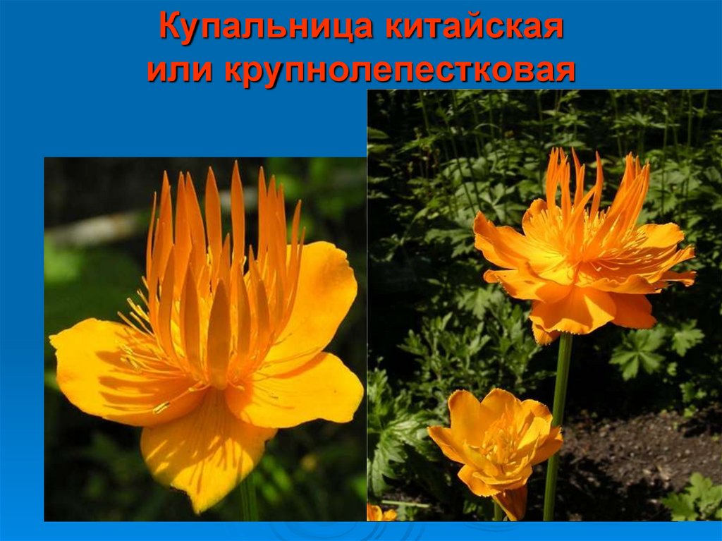 Купальница китайская или крупнолепестковая