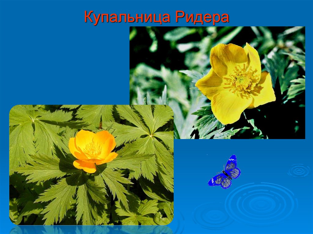 Купальница Ридера