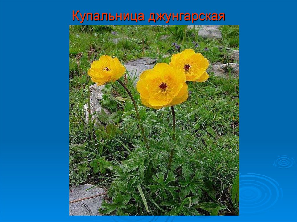 Купальница джунгарская