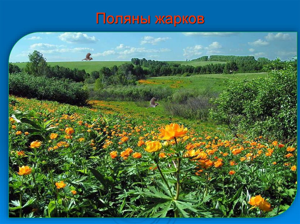 Поляны жарков