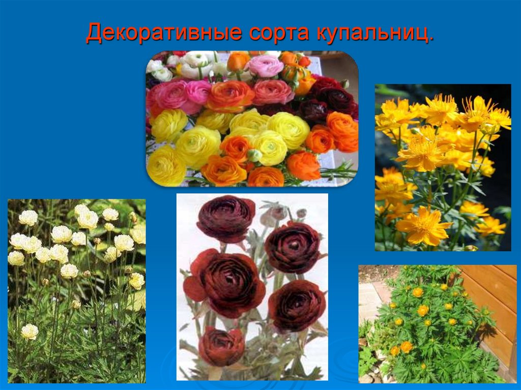 Декоративные сорта купальниц.
