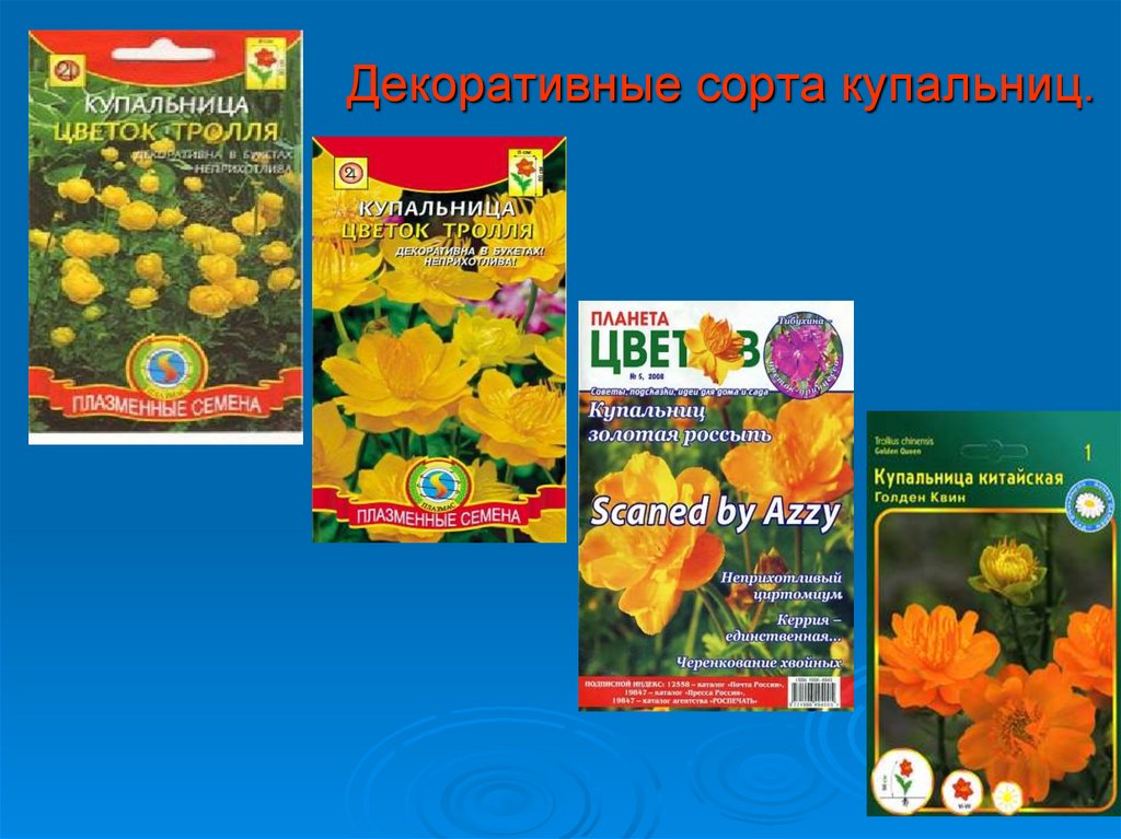 Декоративные сорта купальниц.