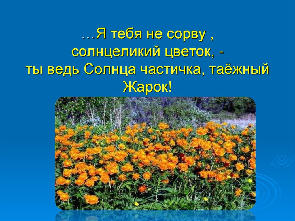 …Я тебя не сорву , солнцеликий цветок, - ты ведь Солнца частичка, таёжный Жарок!