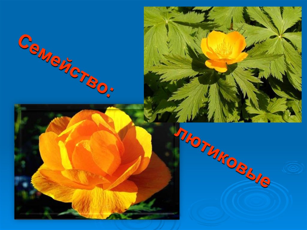 Семейство: лютиковые
