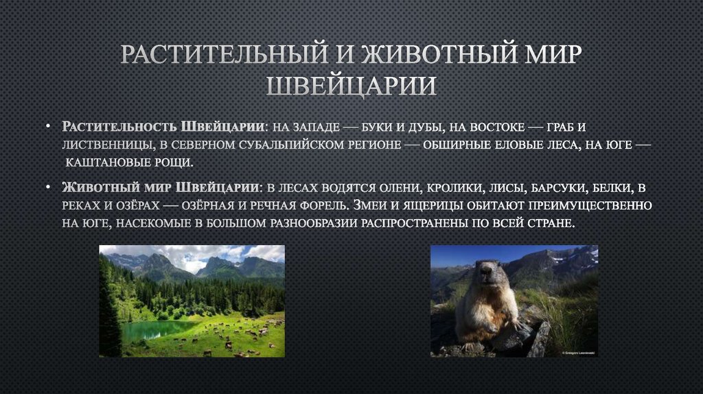 Растительный и животный мир Швейцарии