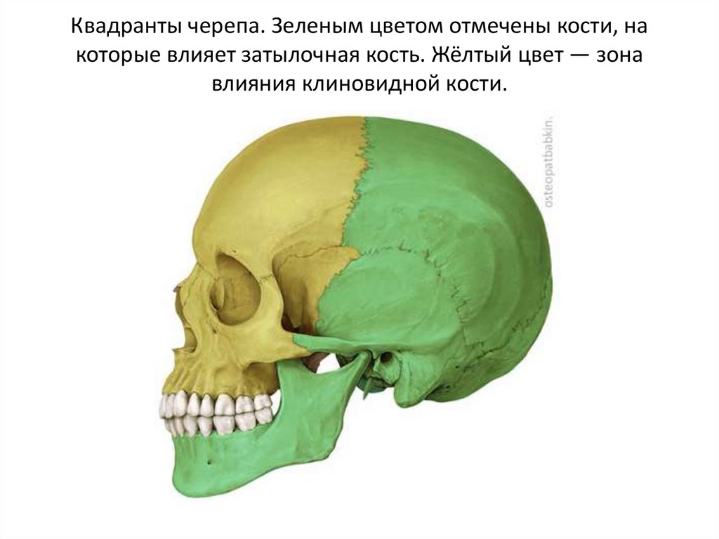 Квадранты черепа. Зеленым цветом отмечены кости, на которые влияет затылочная кость. Жёлтый цвет — зона влияния клиновидной