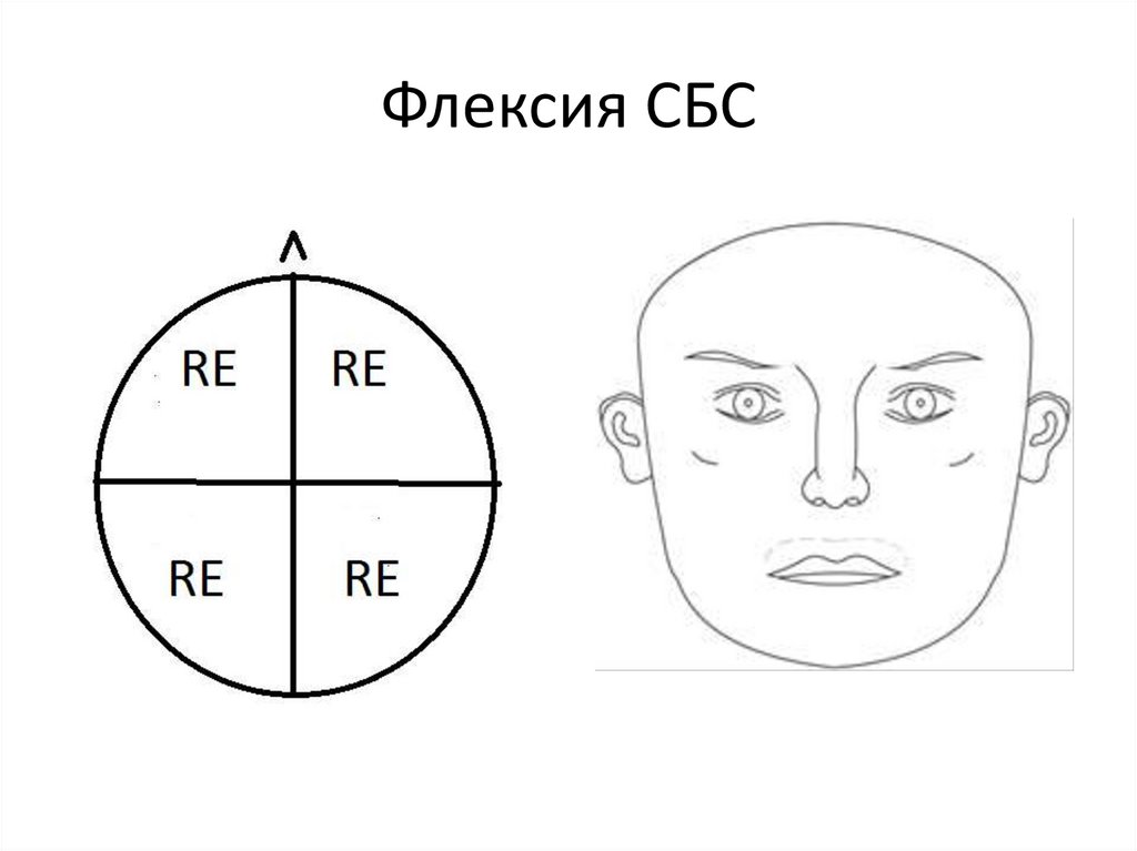 Флексия СБС