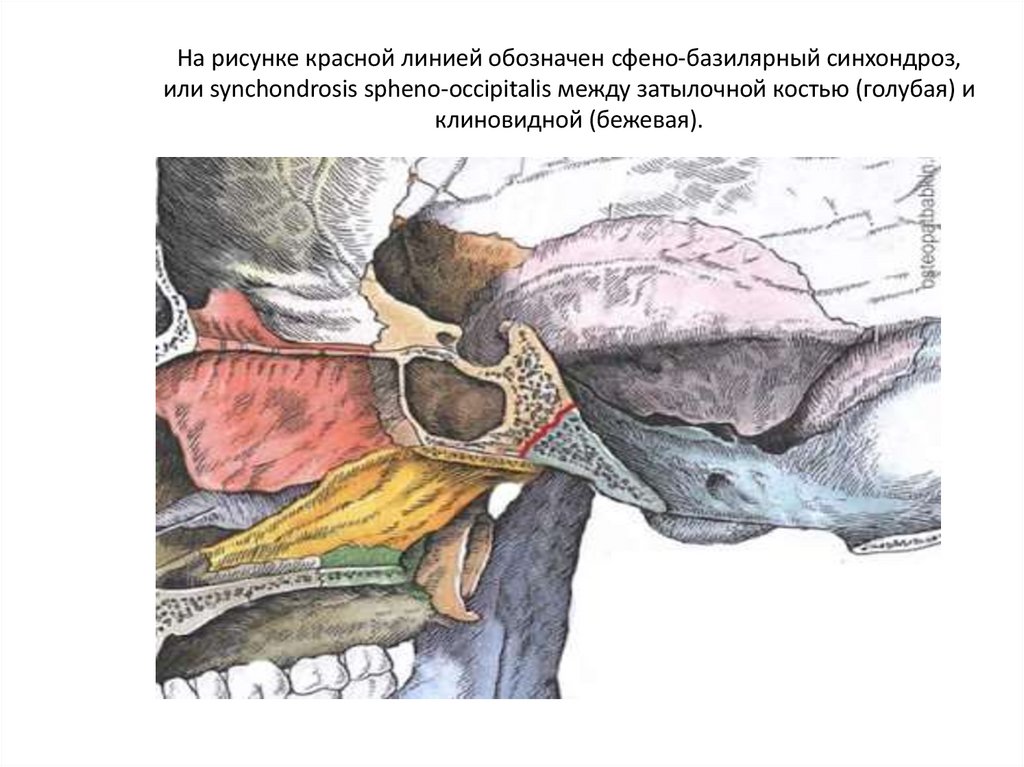 На рисунке красной линией обозначен сфено-базилярный синхондроз, или synchondrosis spheno-occipitalis между затылочной костью