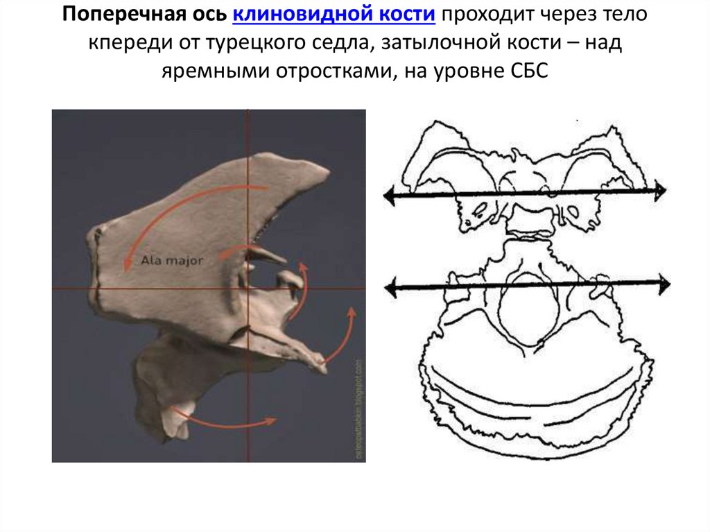 Поперечная ось клиновидной кости проходит через тело кпереди от турецкого седла, затылочной кости – над яремными отростками, на