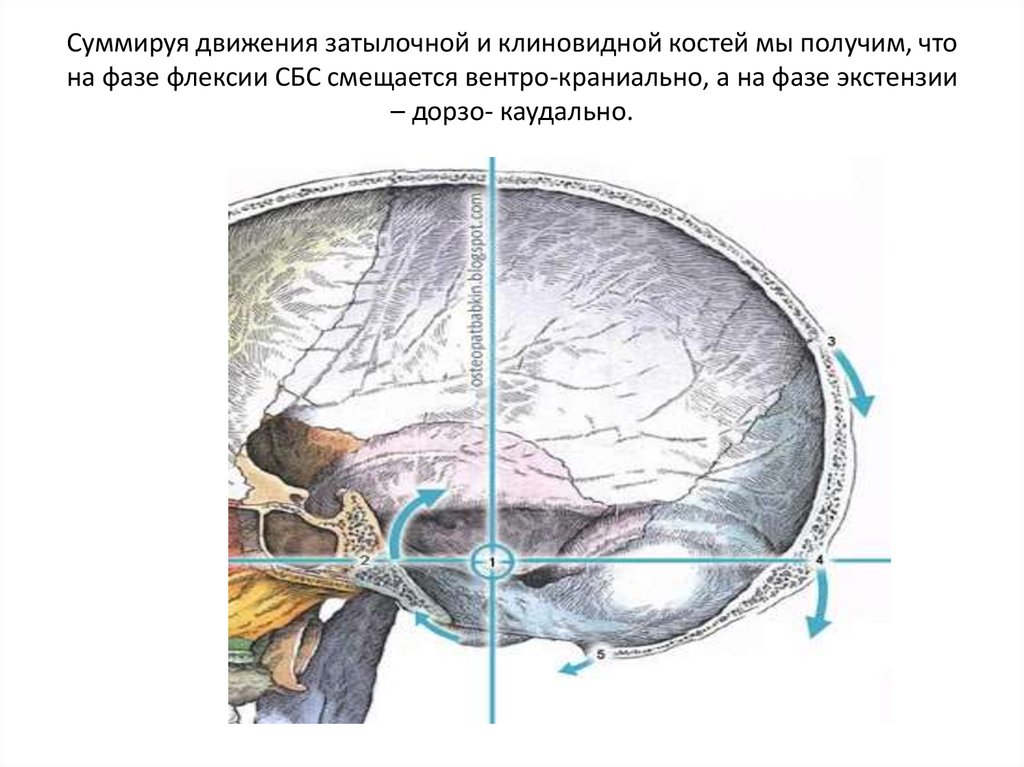Суммируя движения затылочной и клиновидной костей мы получим, что на фазе флексии СБС смещается вентро-краниально, а на фазе