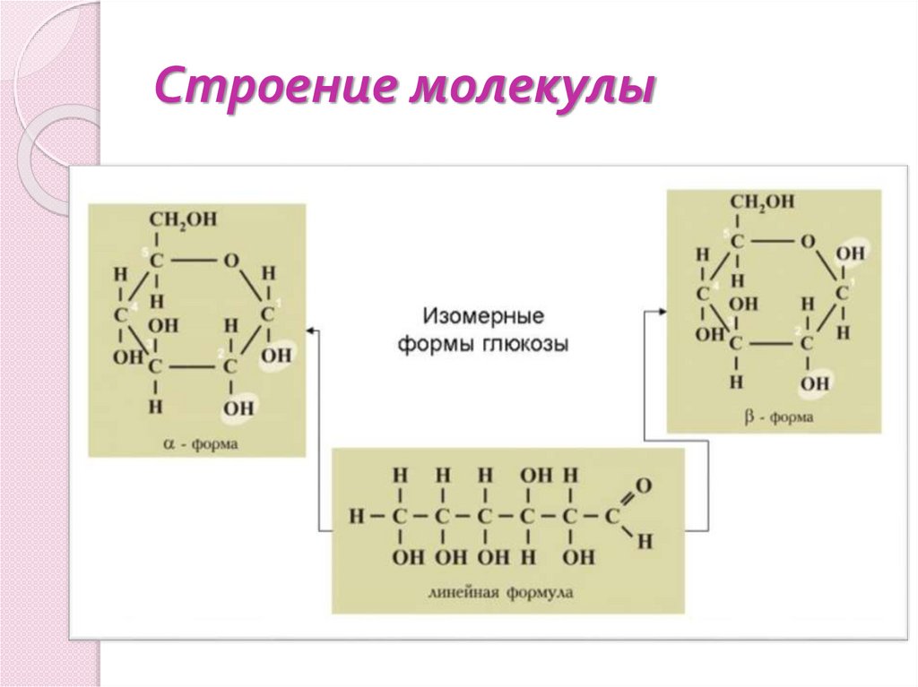 Строение молекулы