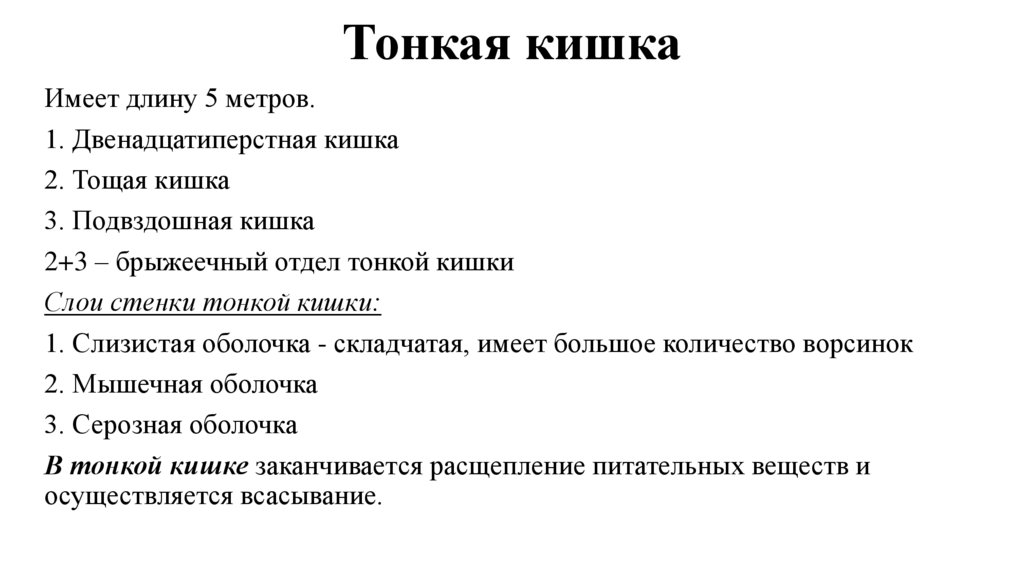 Тонкая кишка